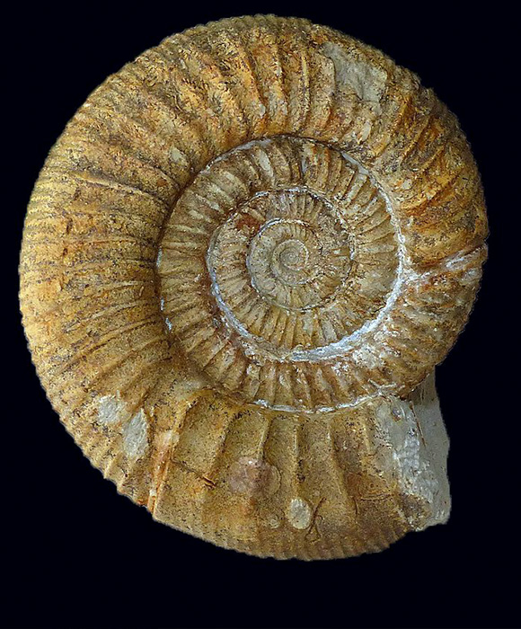 Een vleugje prehistorie in je wijn